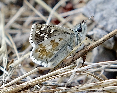 safflower skipper